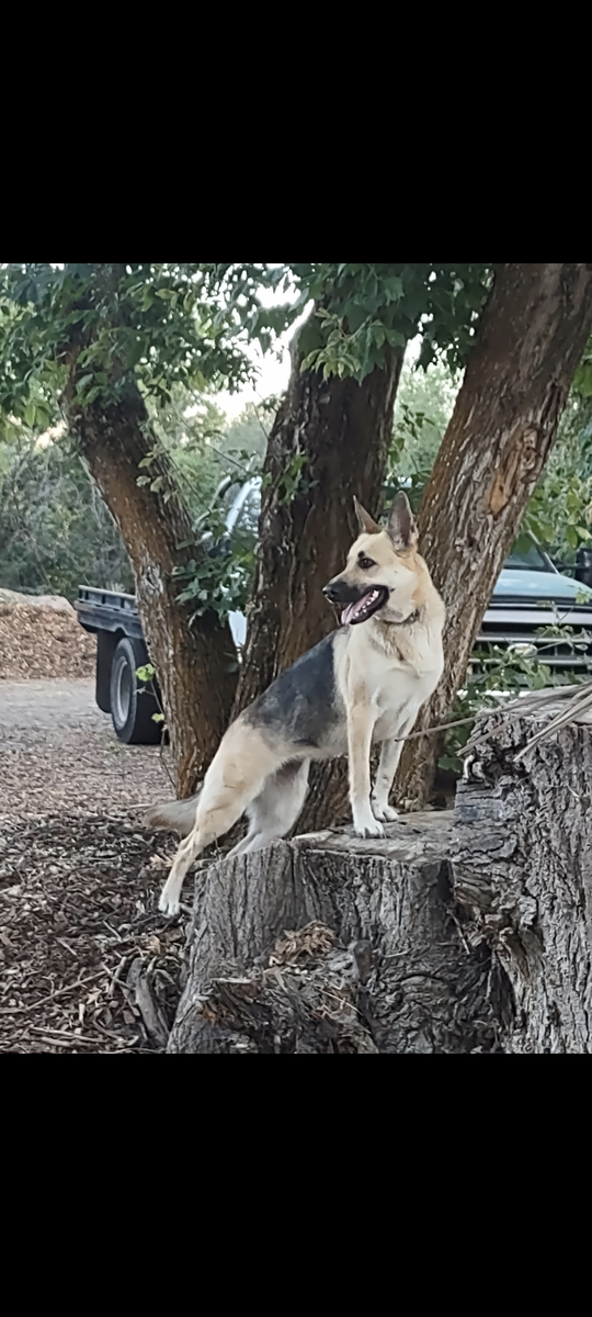 AKC German Shepherd pups