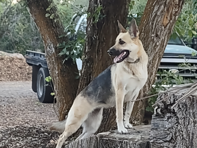 AKC German Shepherd pups