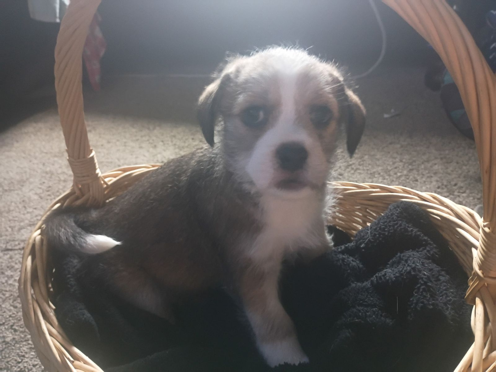 Adorable Mixed Breed Puppy - Ready for a Loving Home!