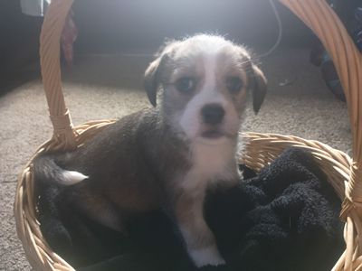 Adorable Mixed Breed Puppy - Ready for a Loving Home!