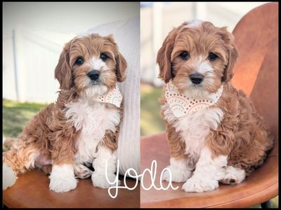 Cavapoo Puppy Darlings-DNA Health (Cavalier King)