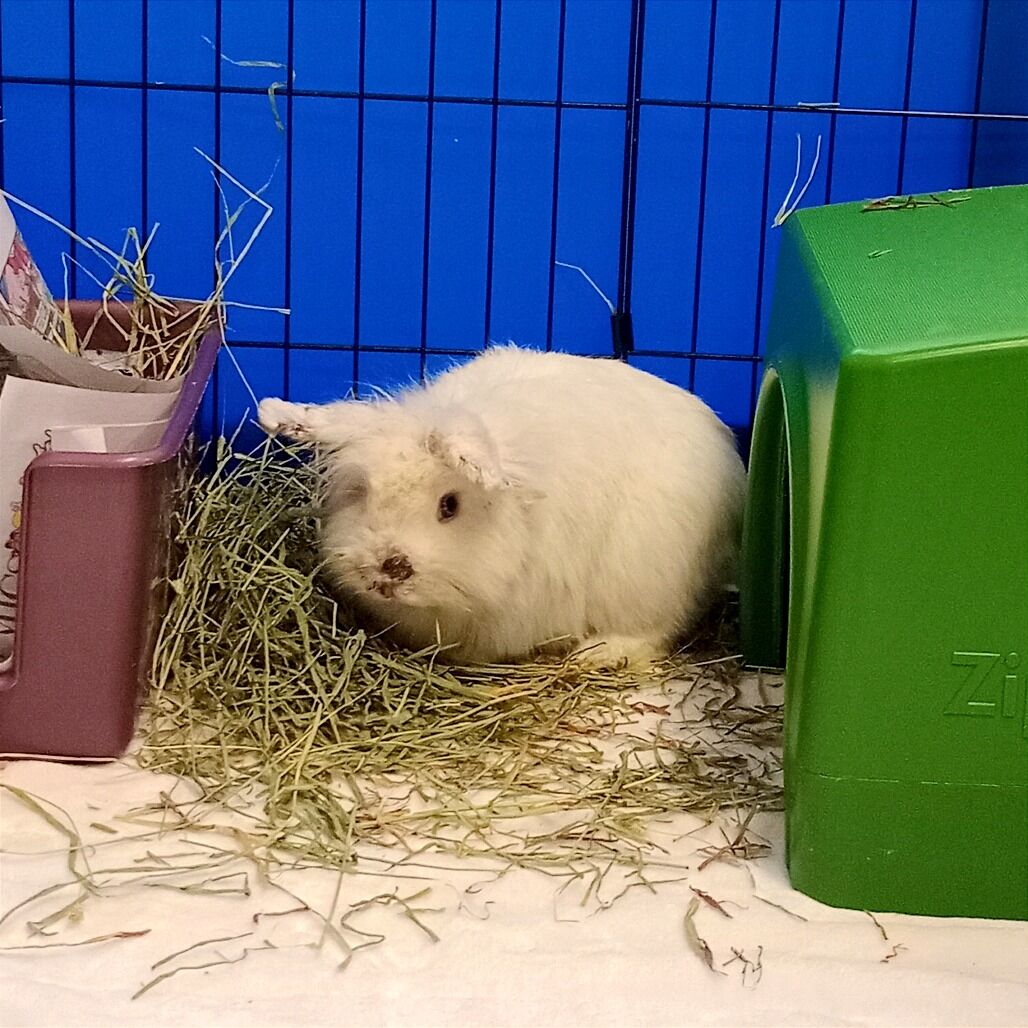 Hello my name is Bento