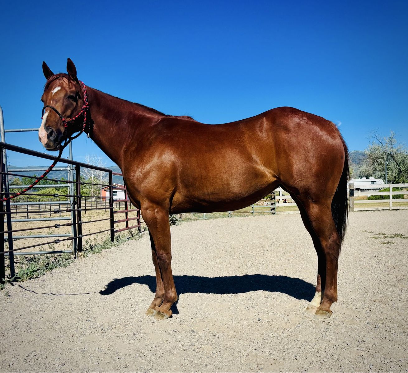2019 AQHA mare - Barrel Horse