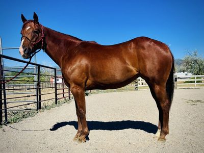 2019 AQHA mare - Barrel Horse