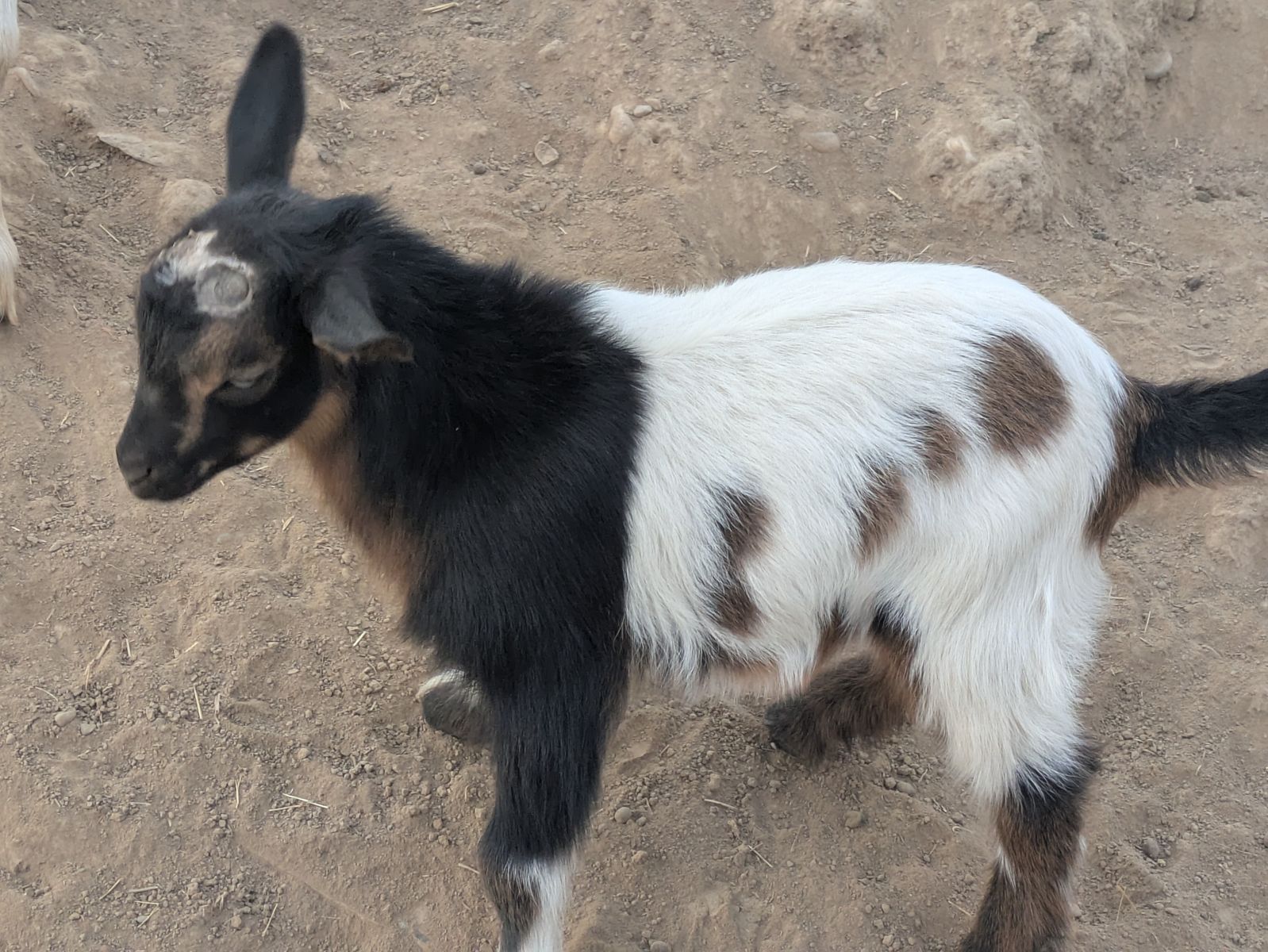 Baby Nigerian Dwarf Goat – Pet/Breeder