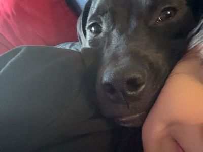 dexter looking for a loving home