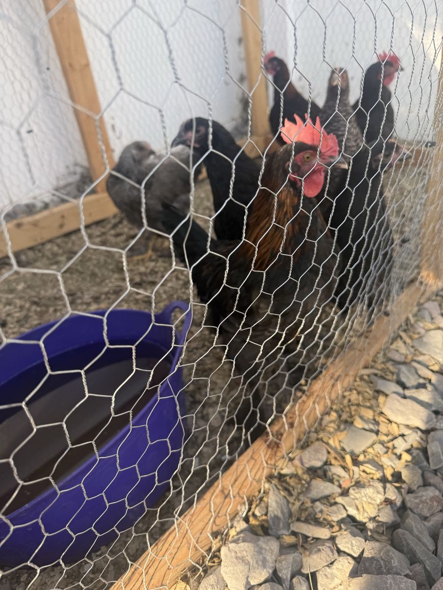 Black Copper Maran Roosters