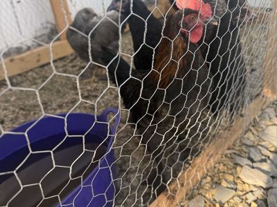 Black Copper Maran Roosters