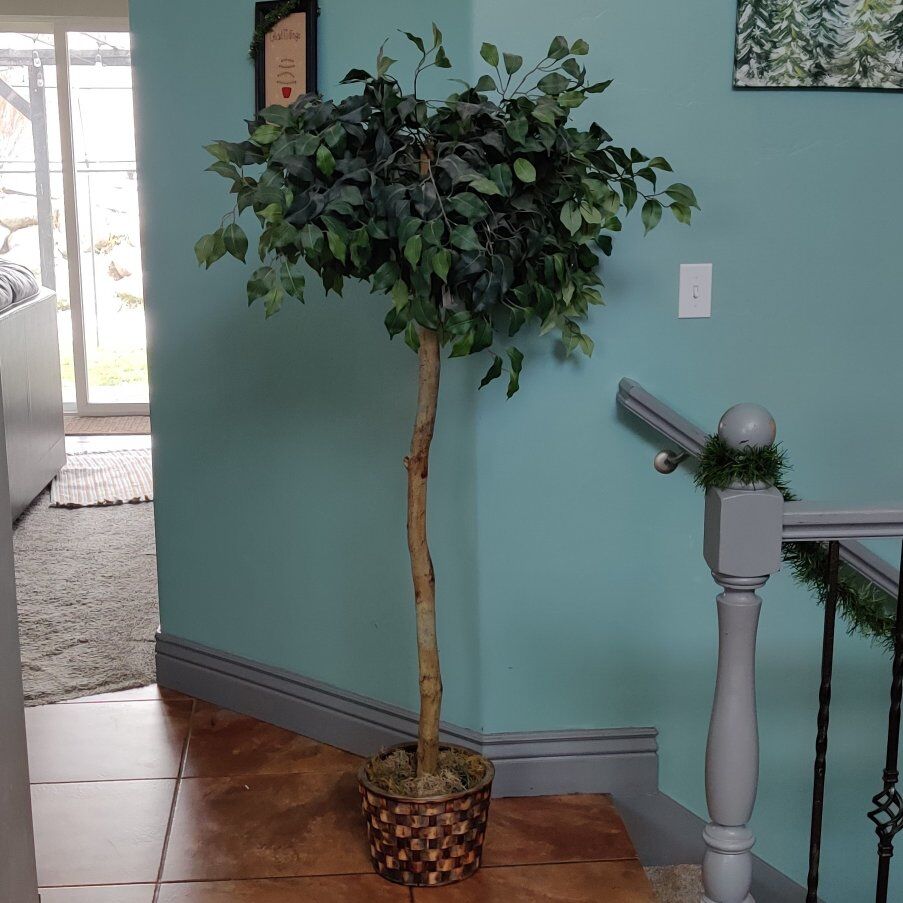 Ficus Topiary Tree 5 Feet Tall
