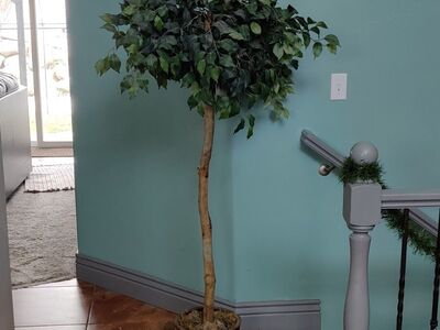 Ficus Topiary Tree 5 Feet Tall