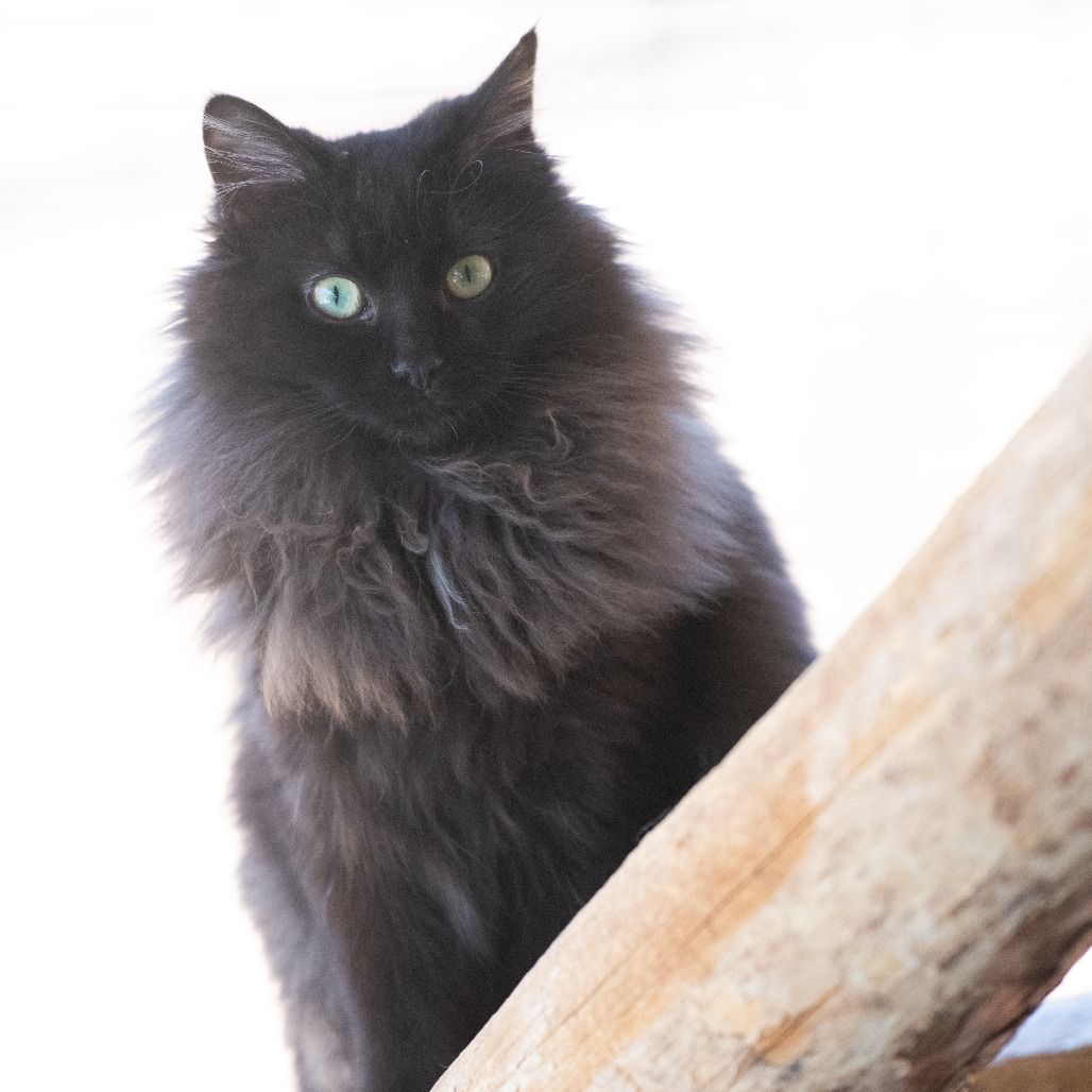 Hello my name is Trix