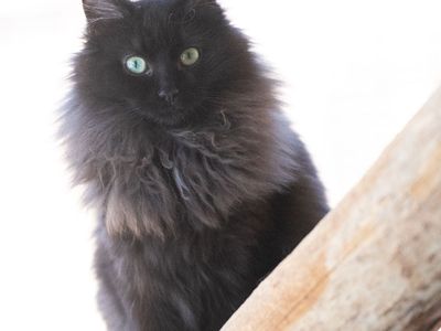 Hello my name is Trix