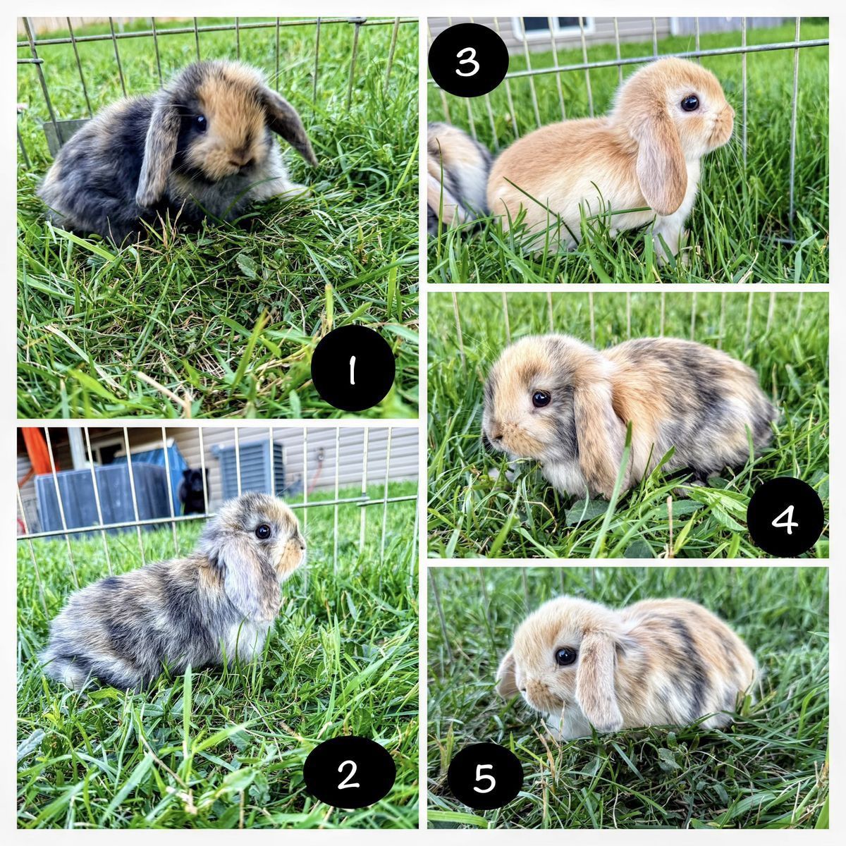 Purebred Holland Lops