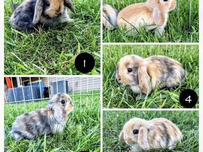 Purebred Holland Lops
