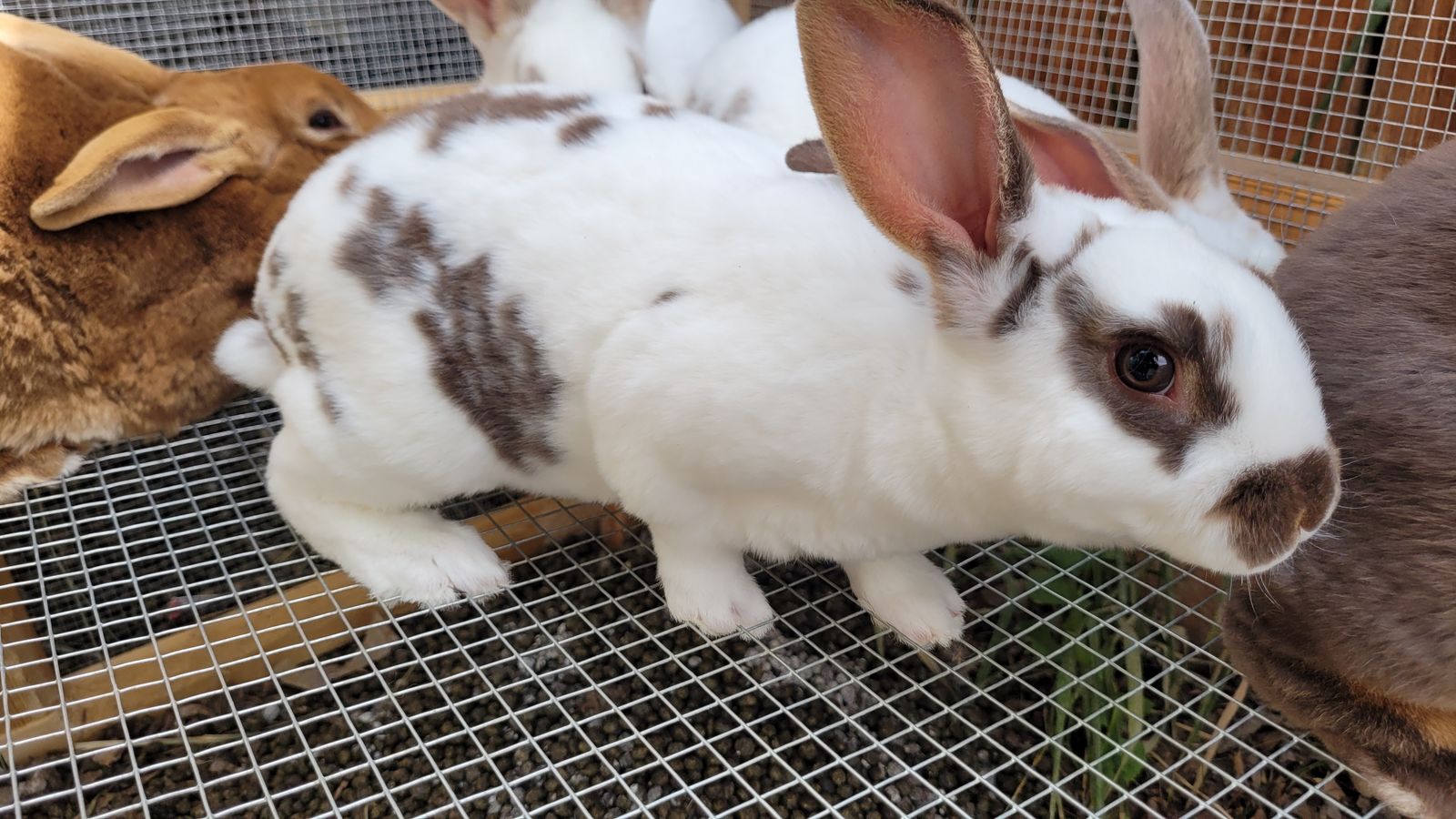 Rex Rabbits