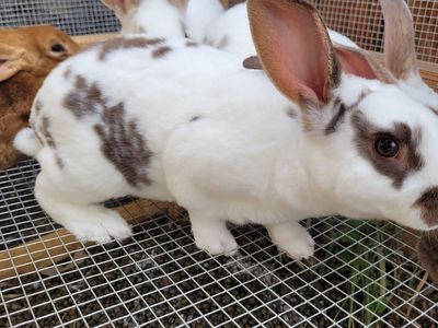Rex Rabbits