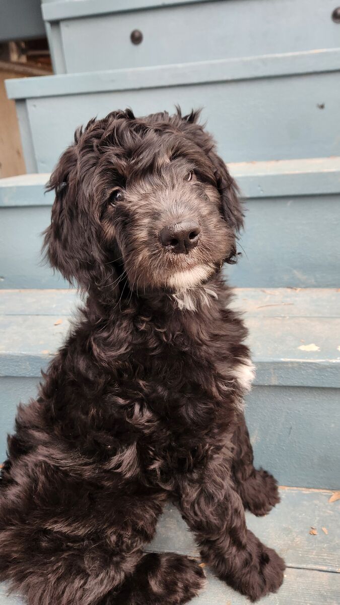 Meet Matilda! 9wks-Ready to go home, comes with puppy starter kit, microchipped, first vaccines, and dewormed.