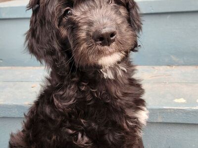 Meet Matilda! 9wks-Ready to go home, comes with puppy starter kit, microchipped, first vaccines, and dewormed.