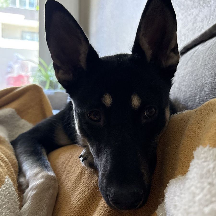 Sweet, Loyal, and Active Companion Looking for an Adult-Only Home