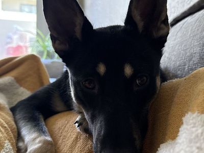 Sweet, Loyal, and Active Companion Looking for an Adult-Only Home