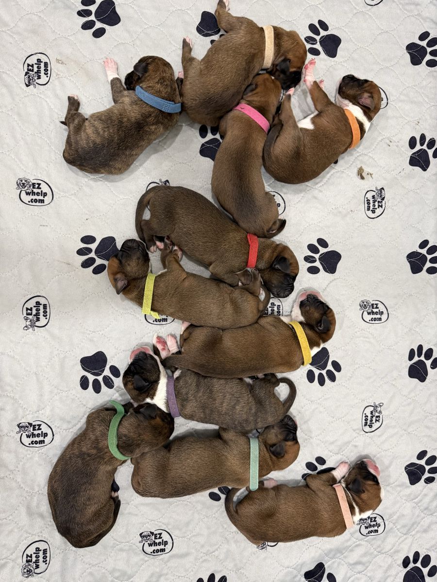 Akc registered puppies!!