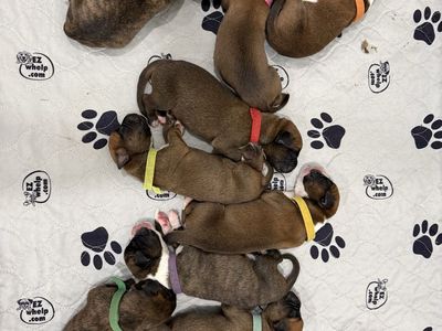 Akc registered puppies!!