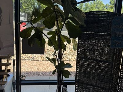 FigTree 7 feet 8 In