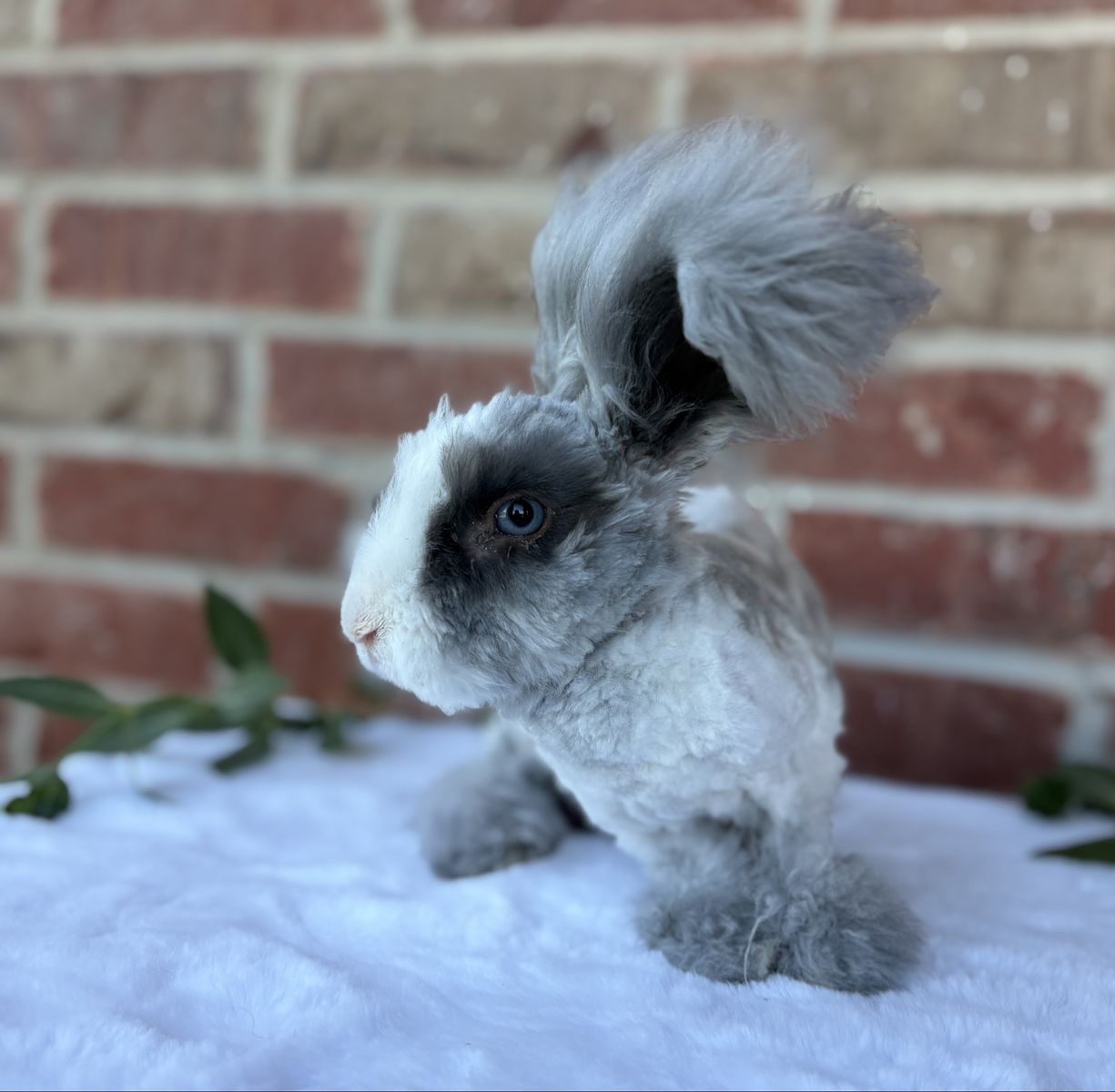 Pedigreed English Angora baby bunny rabbit buck