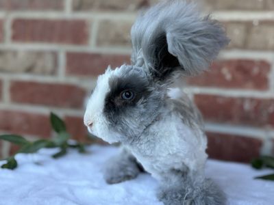Pedigreed English Angora baby bunny rabbit buck