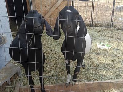 boer cross does registerable ABGA