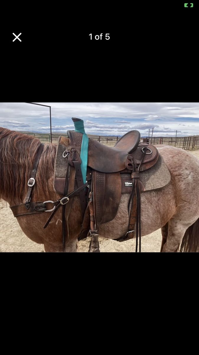 Saddle