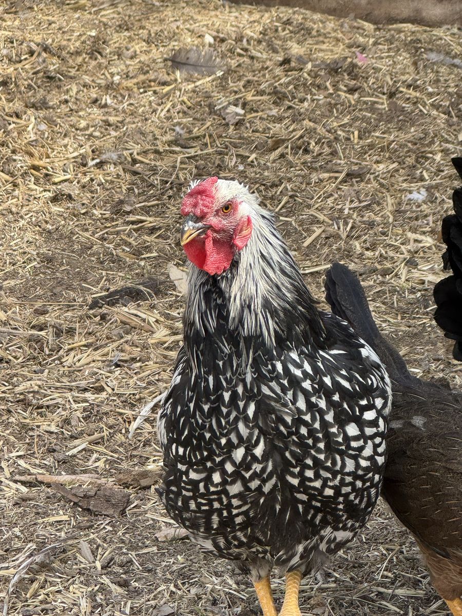 Beautiful Silver Laced Wyandotte Rooster - Young, Healthy, Vibrant, and Ready to Breed