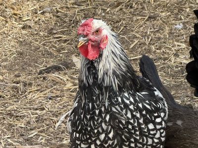 Beautiful Silver Laced Wyandotte Rooster - Young, Healthy, Vibrant, and Ready to Breed