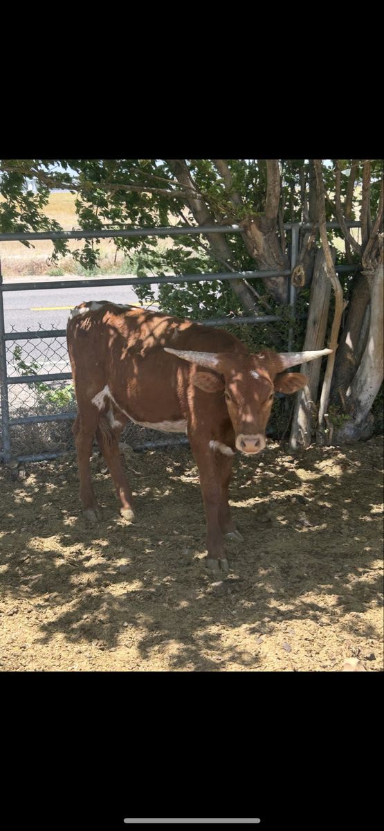 Longhorn ropers