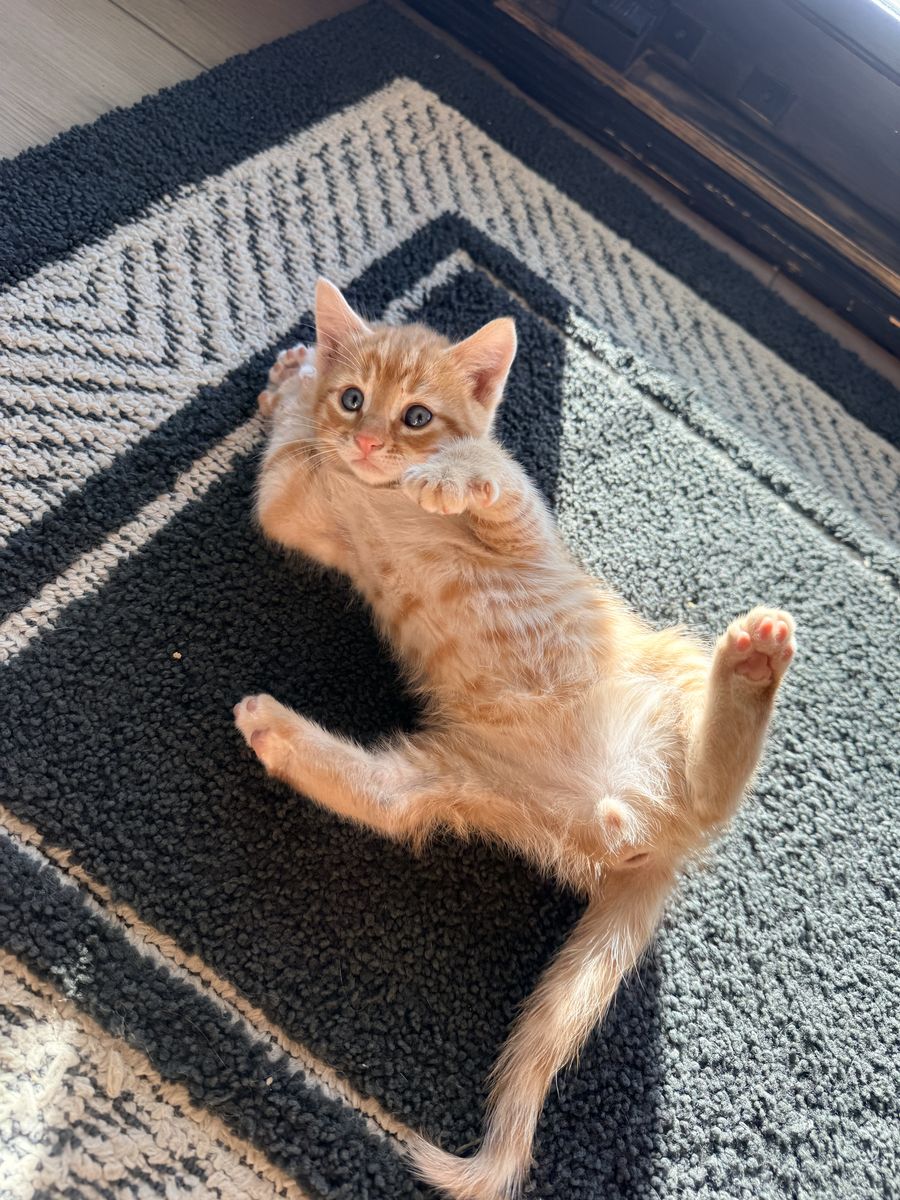 Super friendly kittens