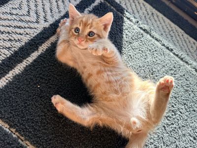 Super friendly kittens