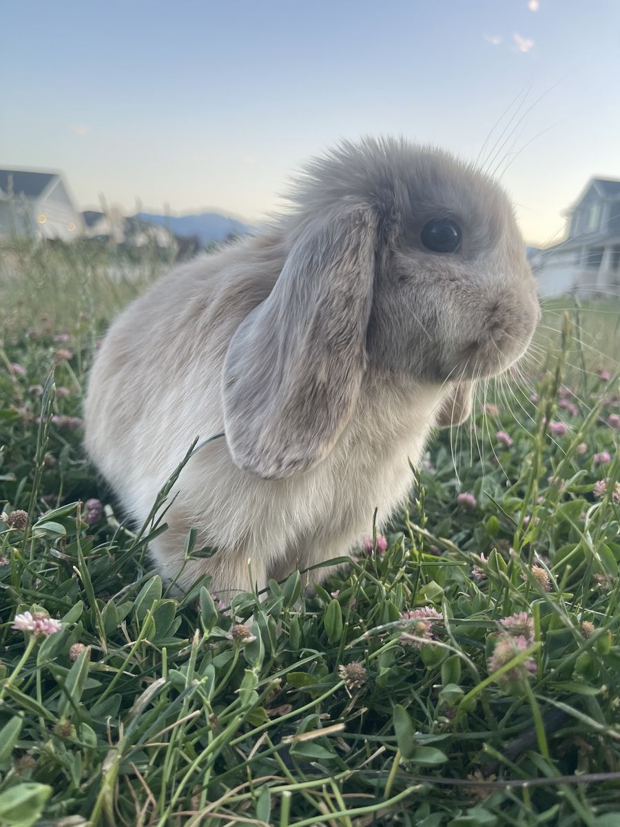 4 month old boy holland lop 