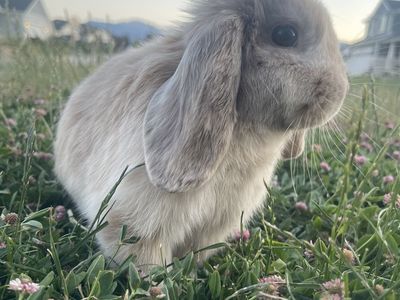4 month old boy holland lop