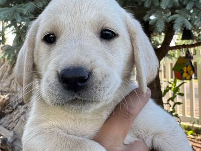 READY NOW! AKC yellow/white lab puppy!