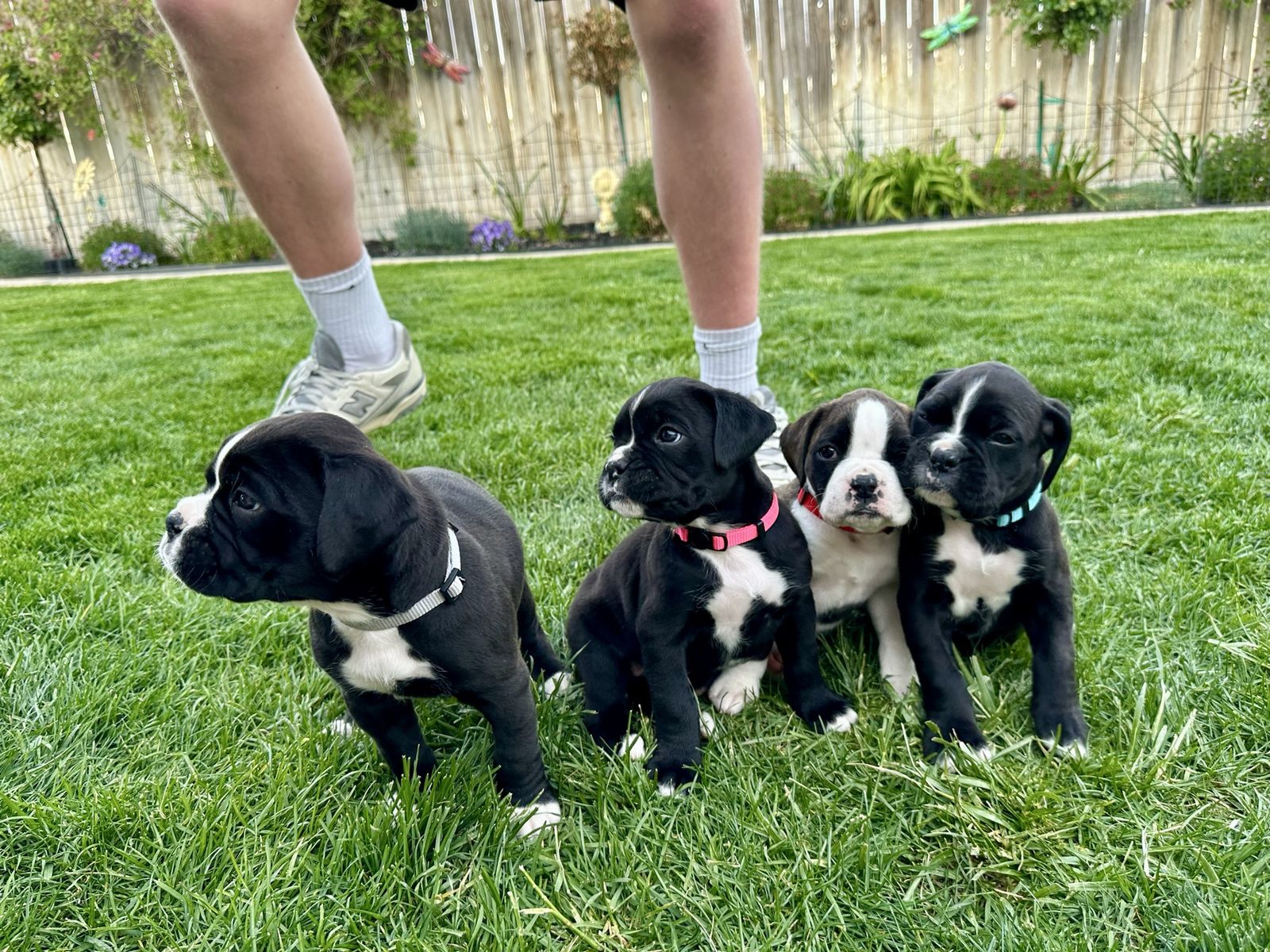 4 female Boxer puppies for sale