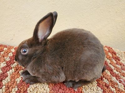 Sable Buck Pedigreed Mini Rex Kit