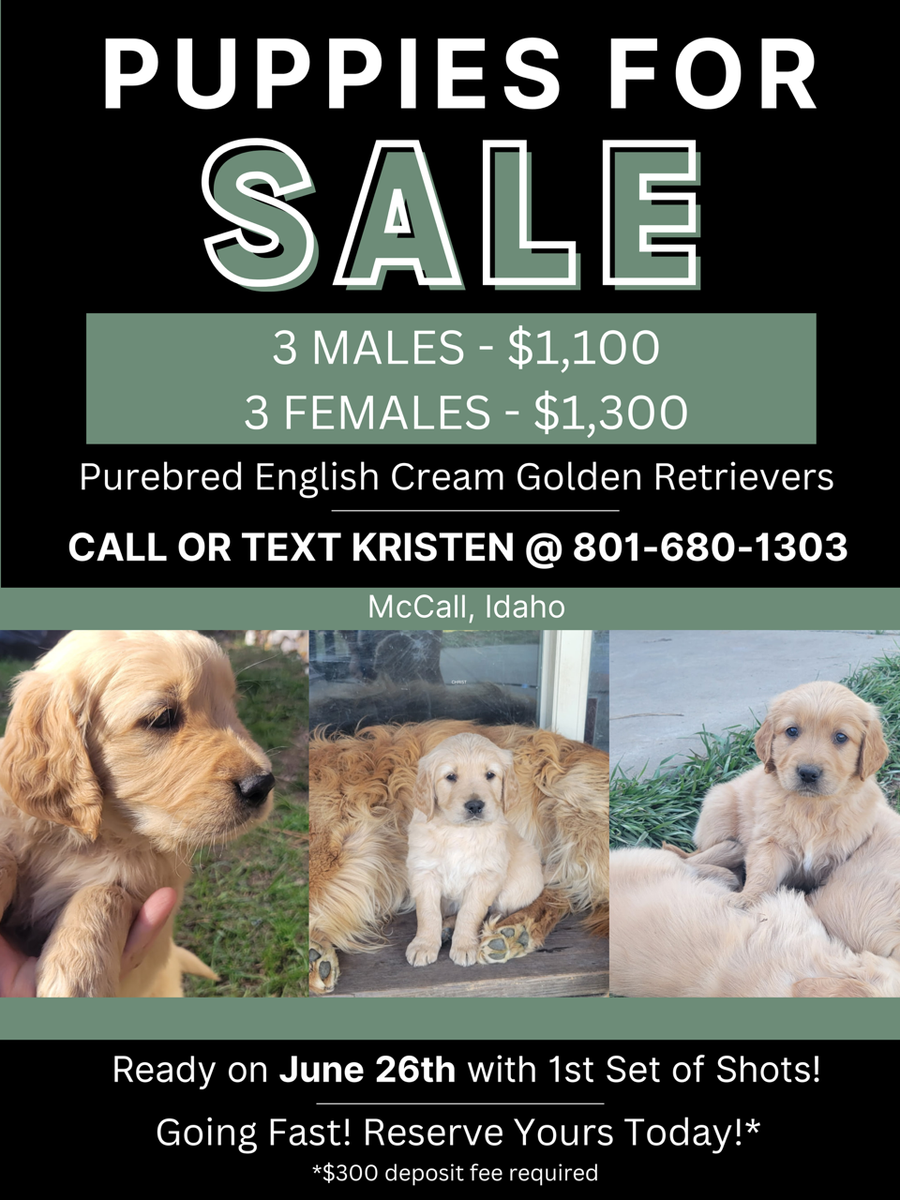 Purebred English Cream Golden Retriever Puppies for Sale