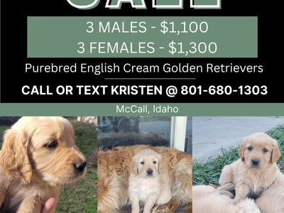 Purebred English Cream Golden Retriever Puppies for Sale