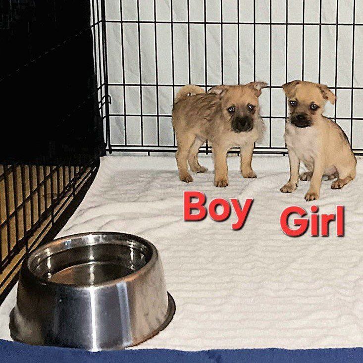 *LAST 2 TINY* Yorkie/ Chihuahua/ Pug Puppies. 1 Female. 1 Male. 2nd & 3rd Vaccines Included. Happy To Deliver. $399 OBO