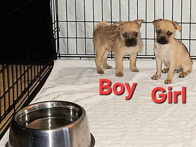 *LAST 2 TINY* Yorkie/ Chihuahua/ Pug Puppies. 1 Female. 1 Male. 2nd & 3rd Vaccines Included. Happy To Deliver. $399 OBO