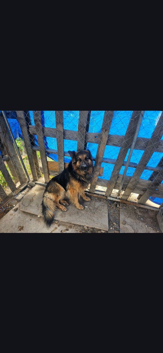 3 year old German shepard