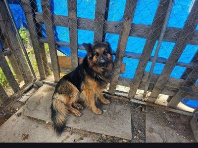 3 year old German shepard