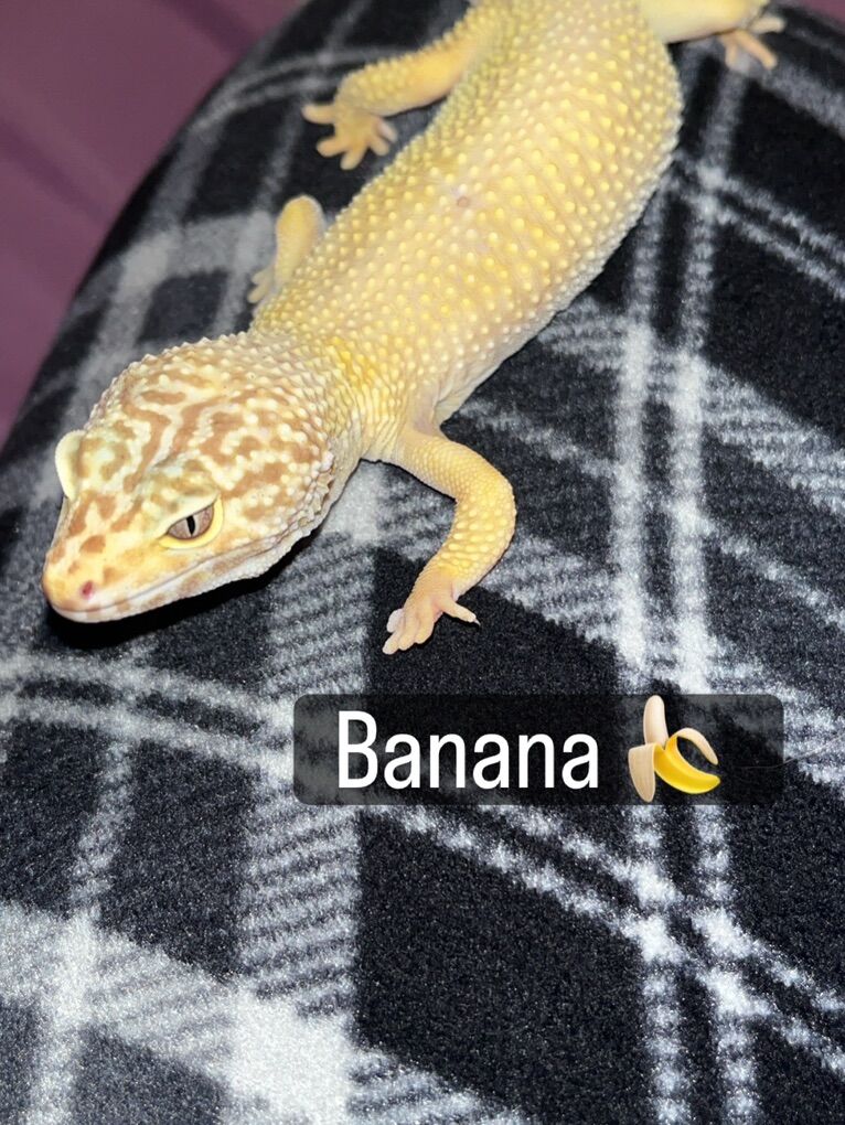 Leopard Gecko