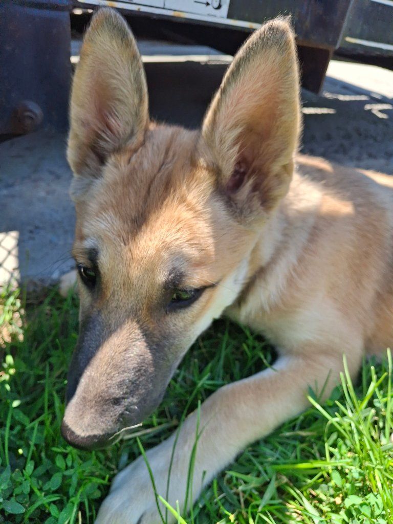 1 female puppy left