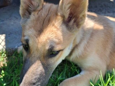 1 female puppy left